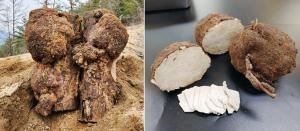 산불피해 소나무에서 약용버섯 재배 성공